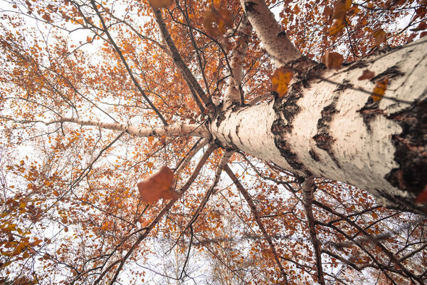 Trees in autumn forest with yellowed leaves, view from below