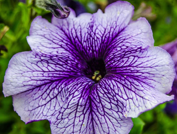 Klar blomst – stockfoto