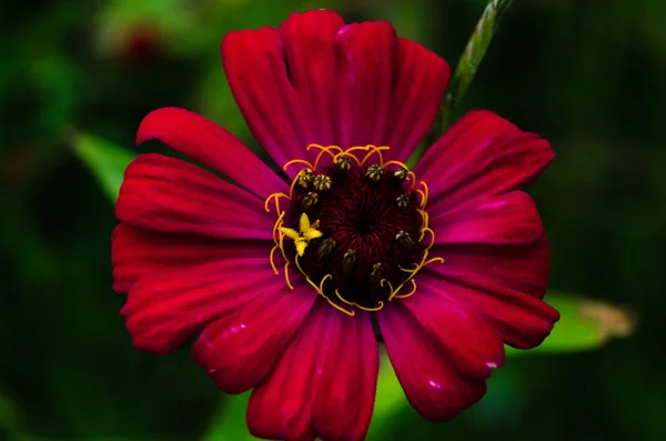 Flor brillante — Foto de Stock