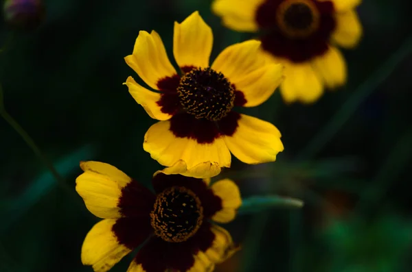 Bright flower — Stock Photo, Image