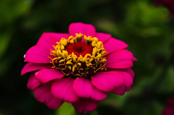 Ljusa blommor — Stockfoto