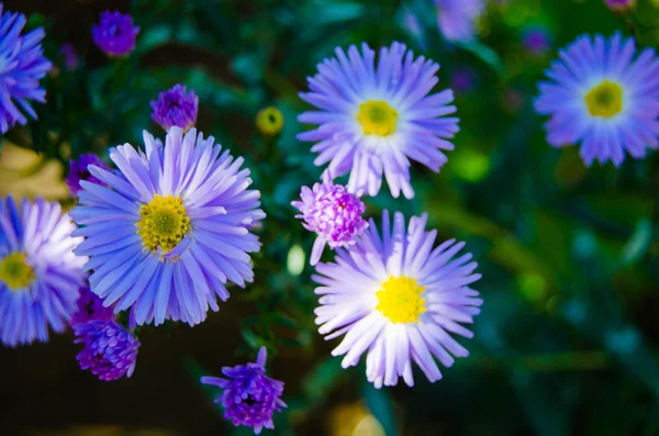 Parlak çiçek — Stok fotoğraf