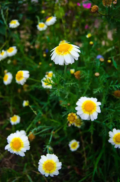 Flores brilhantes — Fotografia de Stock