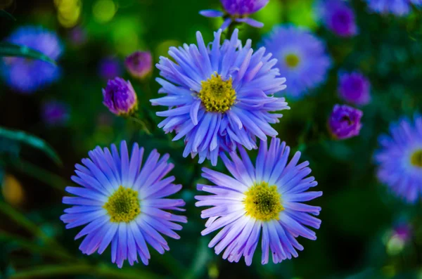 Flor brillante — Foto de Stock