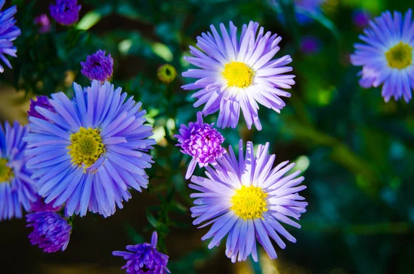 Flor brillante — Foto de Stock