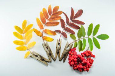 Sonbahar Yaprakları