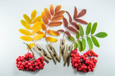 Sonbahar Yaprakları