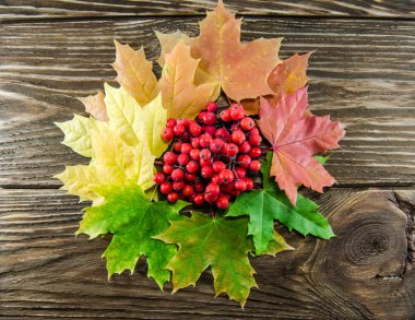 Sonbahar Yaprakları