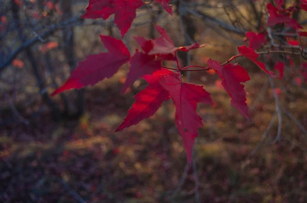 Rode kleuren van de herfst — Stockfoto