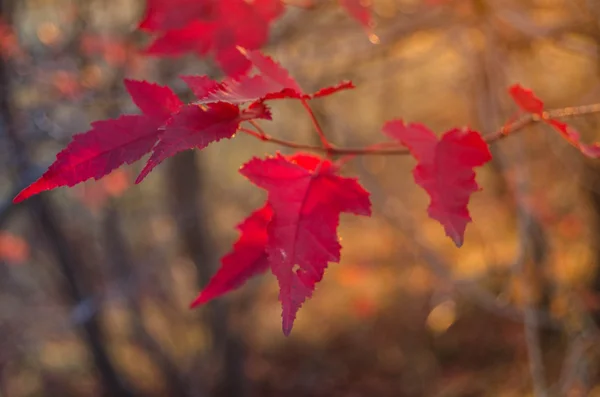 Cores vermelhas do outono — Fotografia de Stock