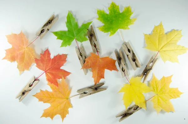 Hojas de otoño —  Fotos de Stock