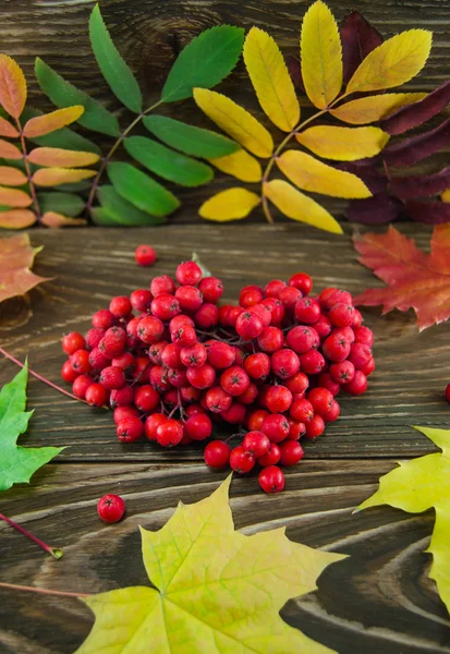 Hojas de otoño —  Fotos de Stock