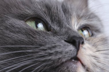 Kapalı kedi yüzlü, yeşil gözlü.