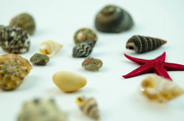 Conchas en grandes cantidades — Foto de Stock