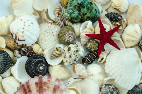 Muscheln in großen Mengen — Stockfoto