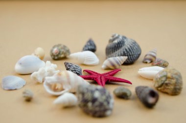 Büyük miktarlarda kabukları