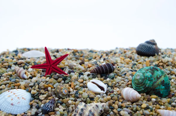Морские моллюски в песке — стоковое фото