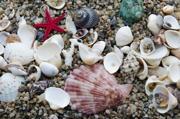 Mariene schelpdieren in het zand — Stockfoto