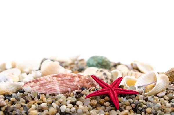 Mariene schelpdieren in het zand — Stockfoto