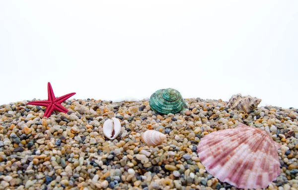 Meeresmuscheln im Sand — Stockfoto