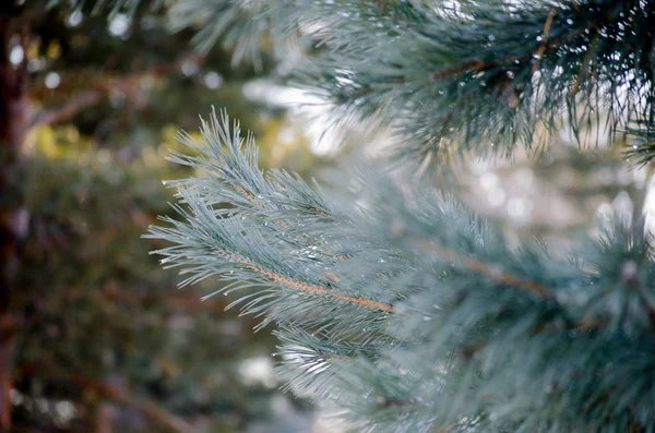 Blue spruce winter — Stock Photo, Image