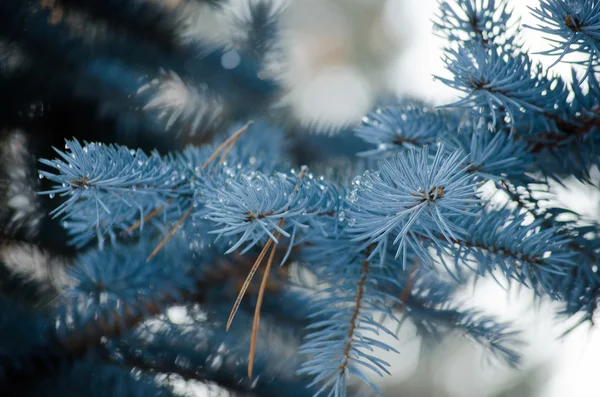 Inverno de abeto azul — Fotografia de Stock