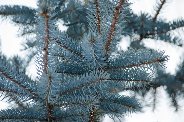 Mavi Ladin kış — Stok fotoğraf