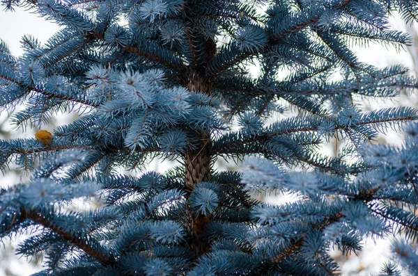 Inverno de abeto azul — Fotografia de Stock