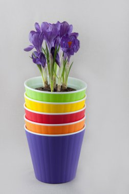 Renkli Çiçeklik ve içinde mor crocus yığını