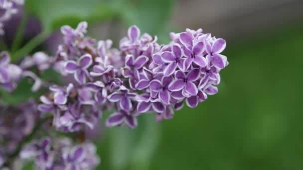 Lilac Flowers On Green Leaves Background — Stock Video