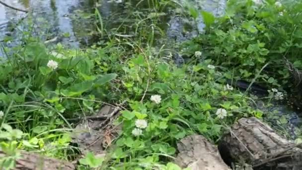 Costa del río y flores blancas — Vídeos de Stock