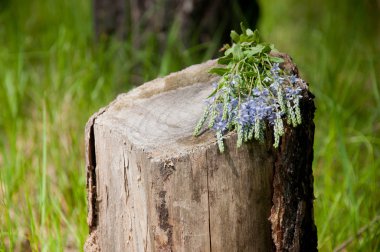 eski ahşap güdük üzerinde çiçek bitki