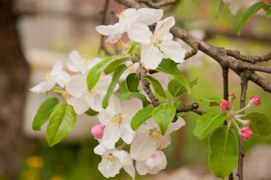 Beyaz elma bahar çiçeği