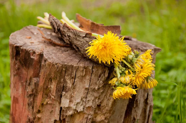Yellow dandelion flowers on stump — Stock Photo, Image