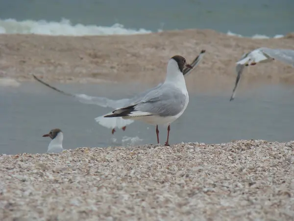 Möwen liegen am Strand — Stockfoto