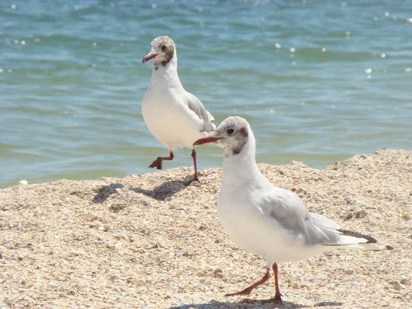 Gaviotas están en la playa —  Fotos de Stock