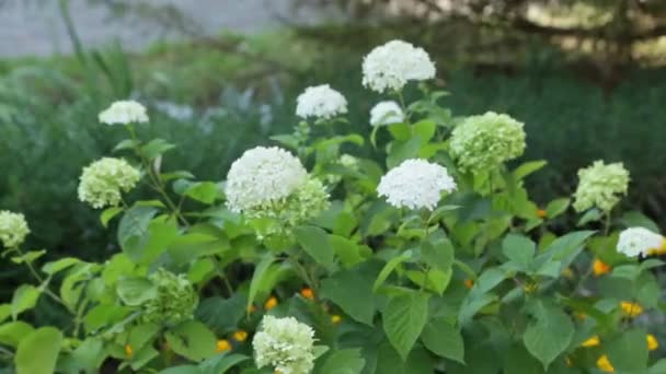 Flores blancas de verano — Vídeo de stock