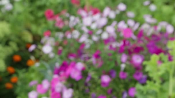Петунії пурпурні квіти — стокове відео