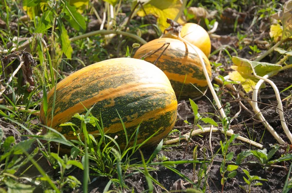 Citrouilles dans le jardin — Photo