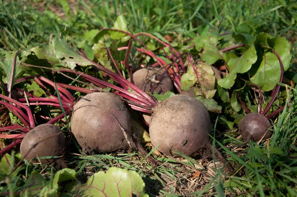 Bunches of beets — Stock Photo, Image