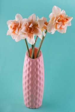 Narcissus 'un mavi arka planda pembe vazosu var. Anneler Günü, tebrik kartı konsepti, dikey fotoğraf..