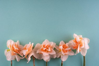 Pankart, tebrik kartı konsepti, metin için kopyalama alanı. Mavi arka planda narsislerin güzel sınırı. Anneler Günü tebrik kartı konsepti, metin için yer kopyalama. Yüksek kalite fotoğraf