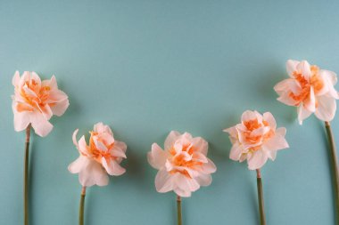 Taze bahar, mavi arka planda narsisli güzel kenar. Anneler Günü tebrik kartı konsepti, metin için yer kopyalama. Yüksek kalite fotoğraf