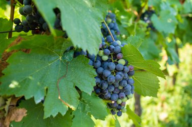 Güneşli yaz gününde yeşil yapraklı mavi üzüm. Şarap ve üzüm konsepti. Seçici odaklanma. Yüksek kalite fotoğraf
