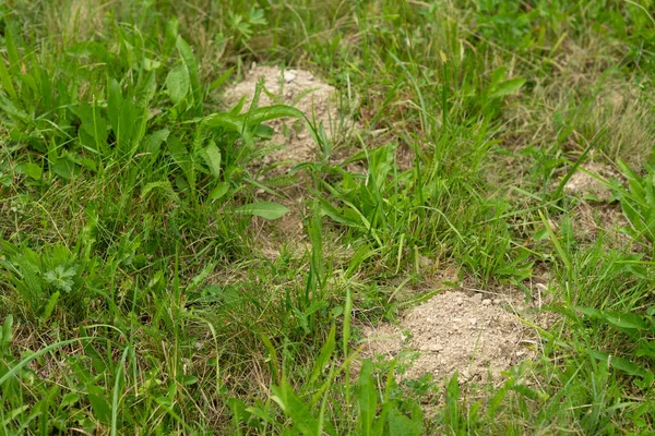 Toprak tepecikleri ve çeşitli yeşil bitkilerle dolu çimenli bir araziye yakın çekim. Yüksek kalite fotoğraf