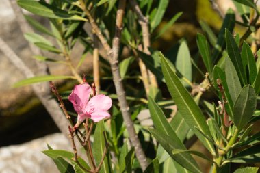 İnce bir dalda narin pembe bir çiçek açar, yeşil yapraklar ve odunsu gövdelerle süslenir. Parlak doğal ışık, tazeliği, büyümeyi ve bahçe sükunetini çağrıştırıyor.