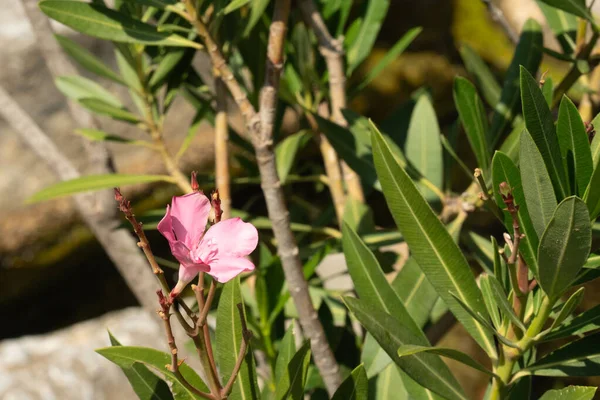 İnce bir dalda narin pembe bir çiçek açar, yeşil yapraklar ve odunsu gövdelerle süslenir. Parlak doğal ışık, tazeliği, büyümeyi ve bahçe sükunetini çağrıştırıyor.
