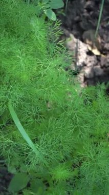 Güneşli bir yaz gününde bahçede yetişen yeşil dereotu bitkisi, dikey video. Organik ev bahçe işleri. Seçici odaklanma. Yüksek kaliteli görüntüler