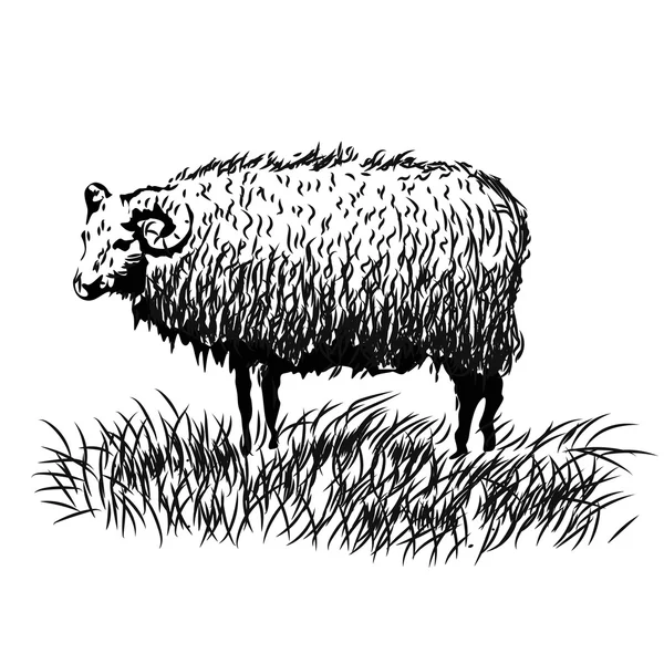 Sketch of a sheep, hand drawn illustration — Stock Vector