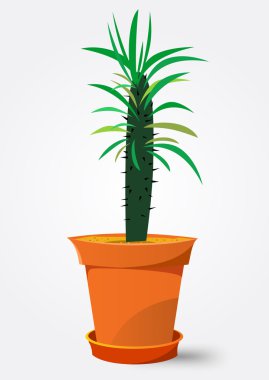 Tencerede Pachypodium kaktüs